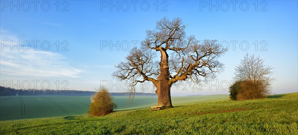 Old gnarled Oak (Quercus)