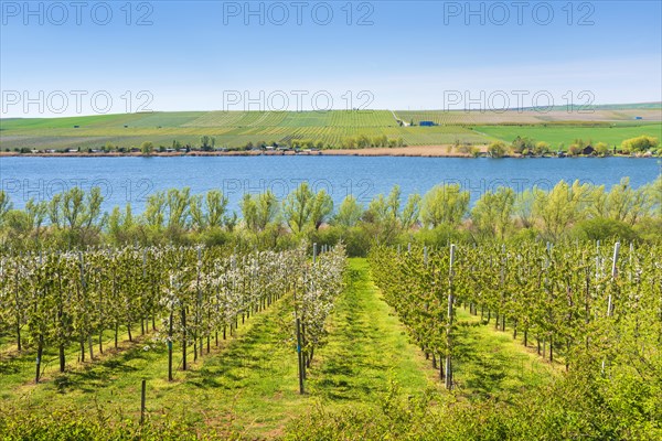 View over cherry plantation