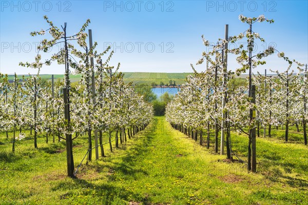 Fruit growing