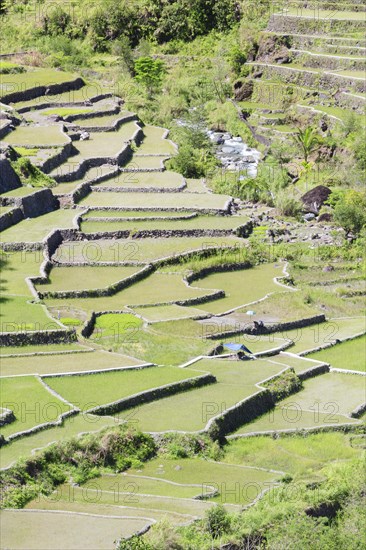 Hapao rice terraces