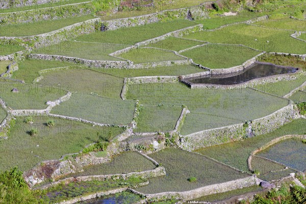 Hapao rice terraces