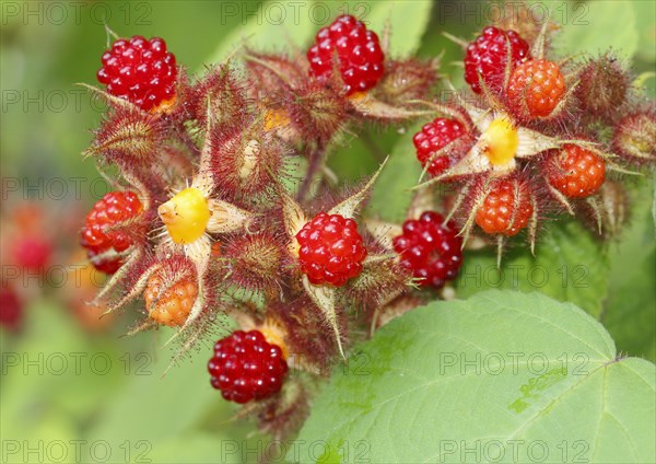 Unripe and ripe fruits on a bush