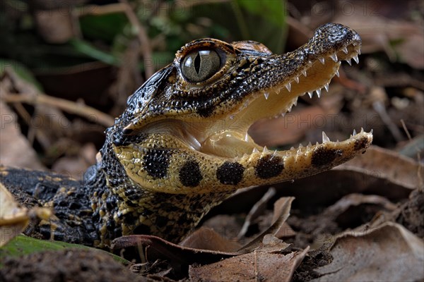 Dwarf crocodile (Osteaolaemus tetraspis)