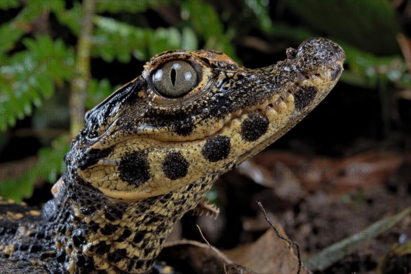 Dwarf crocodile (Osteaolaemus tetraspis)