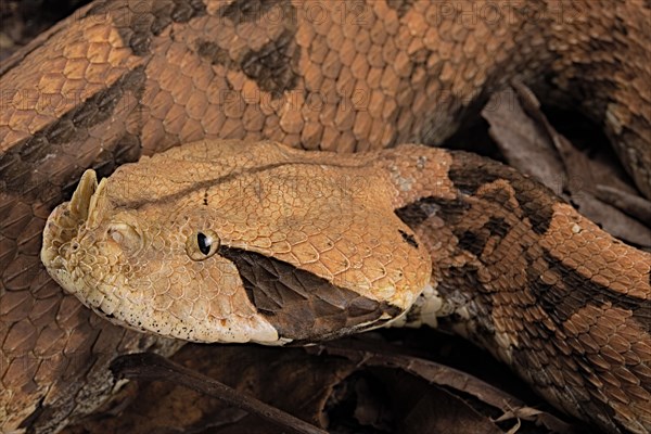 Rhinoceros Viper (Bitis rhinoceros)