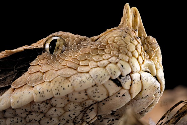 Rhinoceros Viper (Bitis rhinoceros)