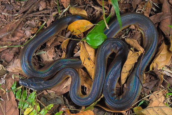 Northern white-lipped python (Bothrochilus albertisii) on ground