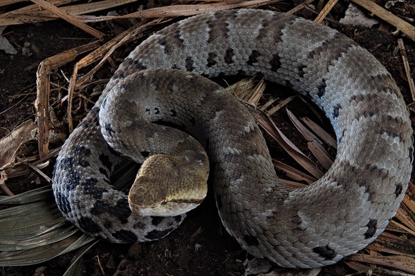 Small-eyed toad-headed pitviper (Bothrocophias microphthalmus)