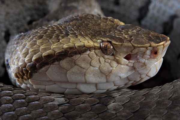 Small-eyed toad-headed pitviper (Bothrocophias microphthalmus)