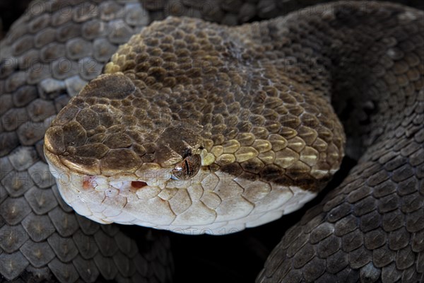 Small-eyed toad-headed pitviper (Bothrocophias microphthalmus)