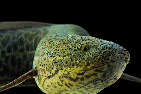 Marbled Lungfish (Protopterus aethiopicus)