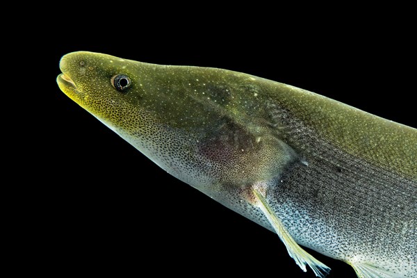 Electric fish (Mormyrops engystoma)