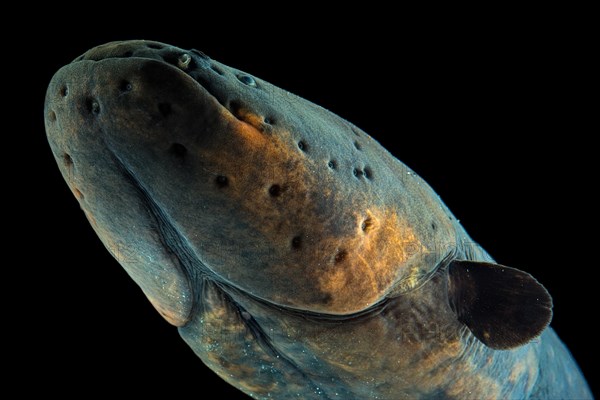 Eletric eel (Electrophorus electricus)