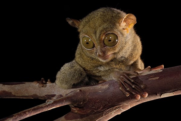 Horsfield's tarsier (Cephalopachus bancanus)