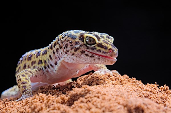 Leopard Gecko (Eublepharis macularius) Captive. Afghanistan