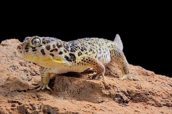 Frog-eyed gecko (Teratoscincus roborowskii)