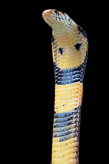 Forest cobra (Naja melanoleuca) Captive. Cameroon