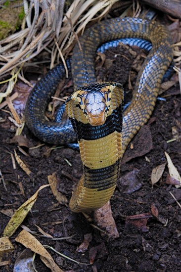 Forest cobra (Naja melanoleuca) Captive. Cameroon