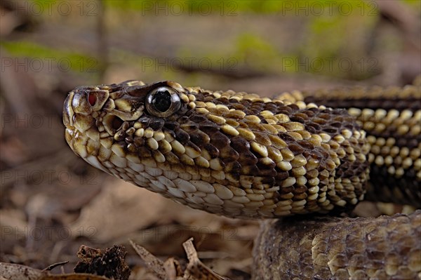 Cascabel Rattlesnake (Crotalus durissus terrificus) captive