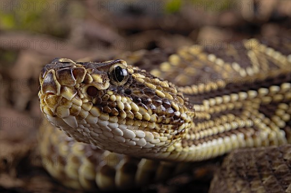 Cascabel Rattlesnake (Crotalus durissus terrificus) Captive. America
