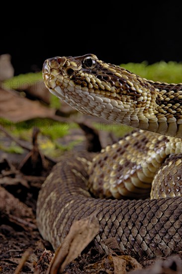 Cascabel Rattlesnake (Crotalus durissus terrificus) Captive. America
