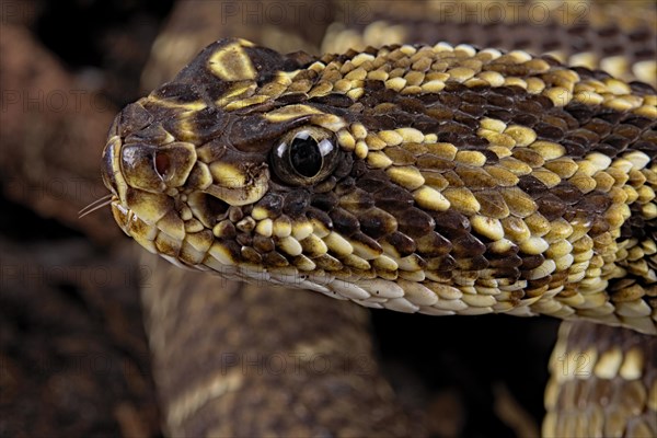 Cascabel Rattlesnake (Crotalus durissus terrificus) Captive. America