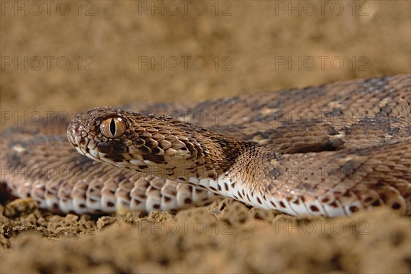 Carpet viper (Echis ocellatus) Captive. Africa