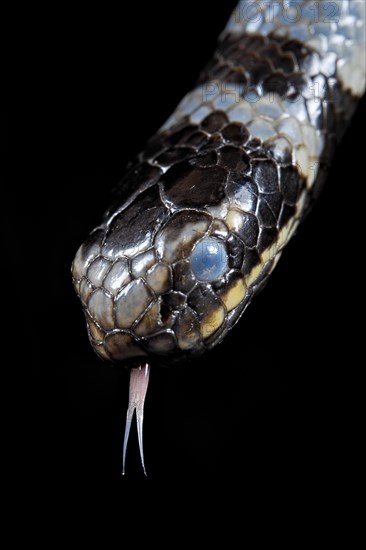 Sea krait (Laticauda colubrina) .North Sulawesi
