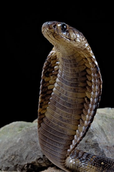 Egyptian Cobra (Naja haje) Captive. Egypte