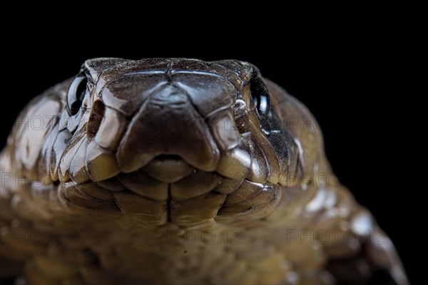 Egyptian Cobra (Naja haje) Captive. Egypte