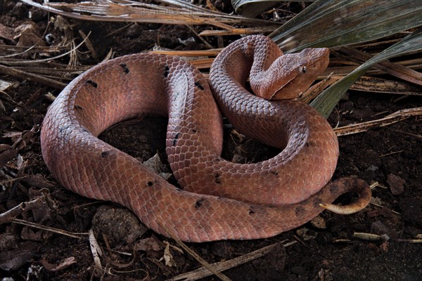 Hump-nosed Pit viper (Hypnale hypnale)