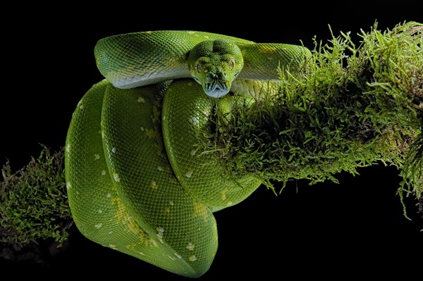 Green tree python (Morelia viridis) Biak locality. captive