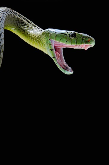 Jameson's mamba (Dendroaspis jamesoni jamesoni)