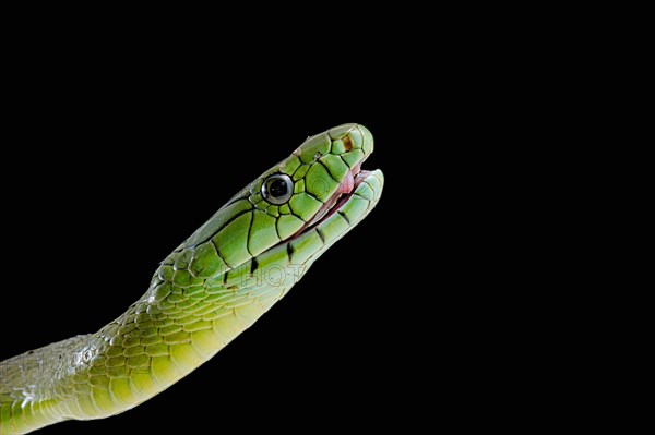 Jameson's mamba (Dendroaspis jamesoni jamesoni)