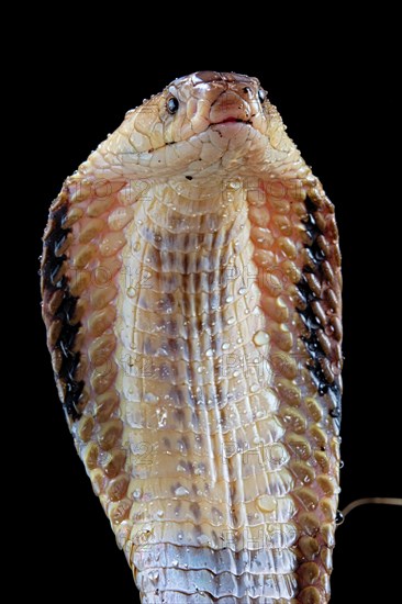 Monocled cobra (Naja kaouthia)