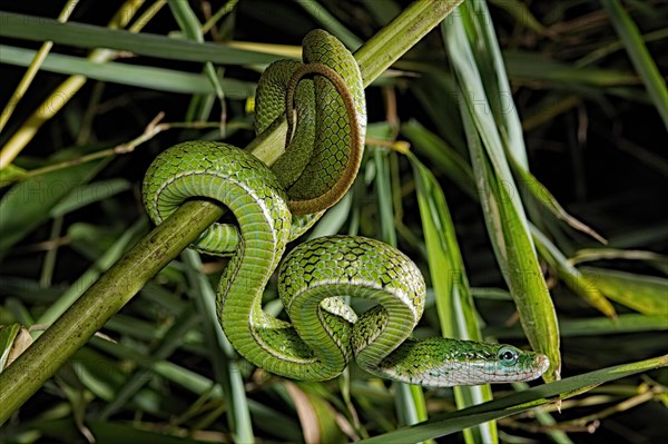 Gonyosoma prasinum. Tam Dao Viet Nam