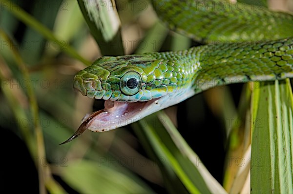 Gonyosoma prasinum. Tam Dao Viet Nam