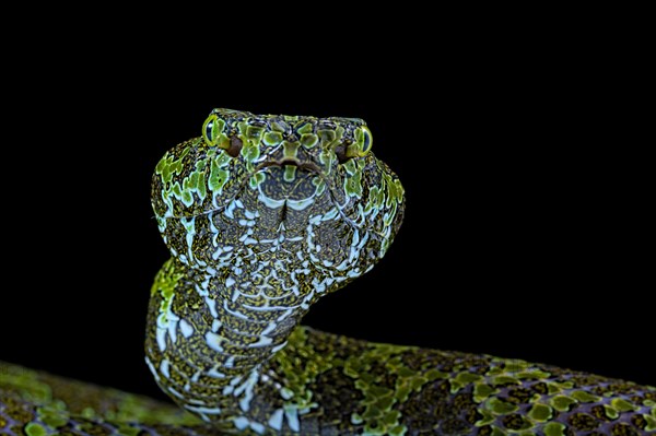 Mangshan's Pitviper (Protobothrops mangshanensis)