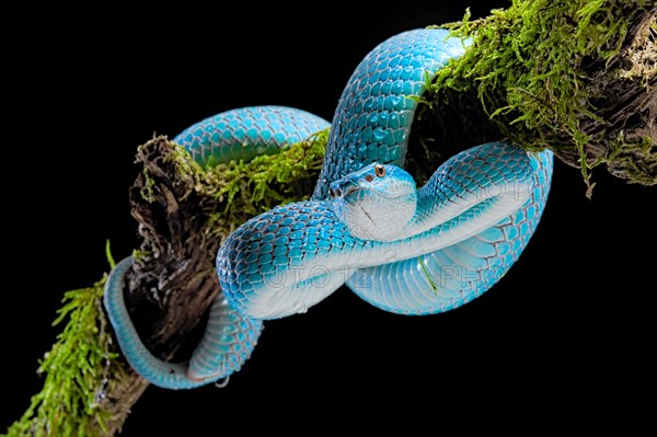 Sunda Island Pit Viper (Trimeresurus insularis)