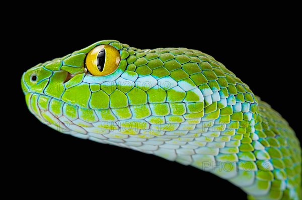 Large-eyed pitviper (Trimeresurus macrops)