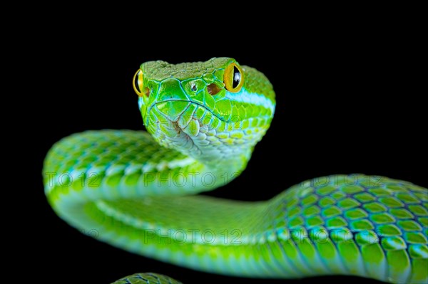 Large-eyed pitviper (Trimeresurus macrops)