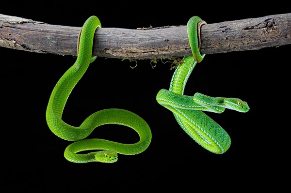 Large-eyed pitviper (Trimeresurus macrops)