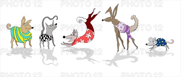 Crazy animals