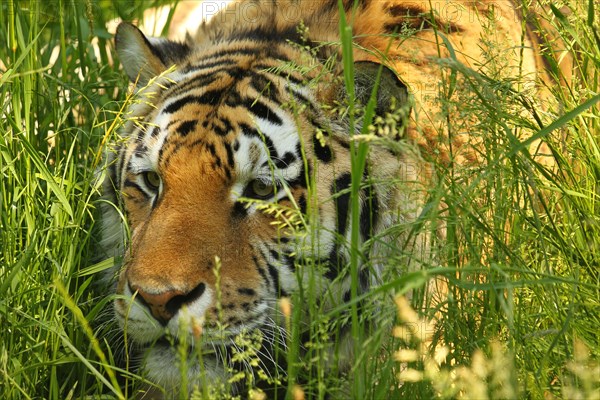 Siberian tiger (Panthera tigris altaica)