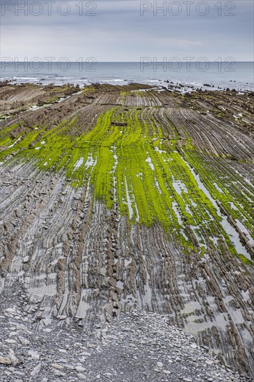 Flysch