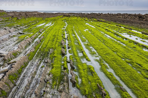 Flysch