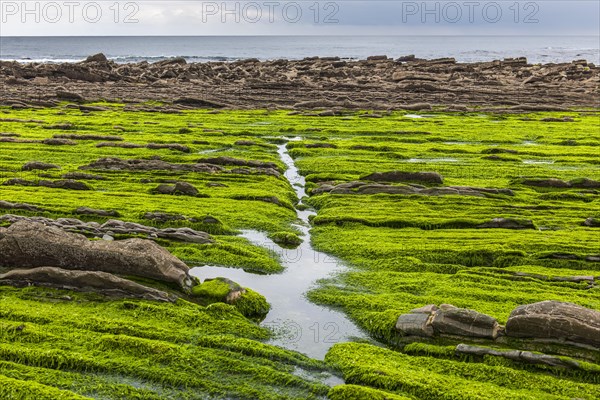 Flysch