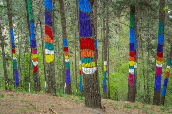 Painted tree trunks