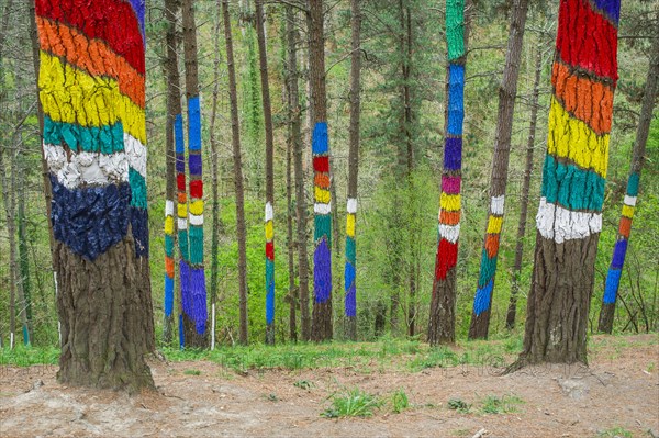 Painted tree trunks
