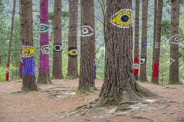 Painted tree trunks
